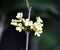 Close macro shot of blooming osmanthus flowers.