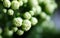 Close macro shot of Kalanchoe flower buds..