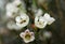 Close macro shot of several wintersweet flowers.