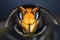 Close macro view of an  Asian hornet head