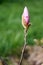 Close magnolia flower in garden