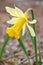 Close on Miniature Daffodil