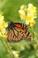 Close monarch butterfly profile drinking from yellow wildflower