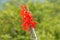 Close of Ocotillo flowers .