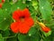 Close of orange nasturtium or tropaeolum majus flower