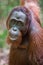 Close orangutan Pongo, looking at the camera with their eyes (Kumai, Indonesia)