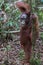 Close orangutan Pongo stands on dry leaves next to a thin tree (