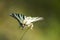 Close-p of scarce swallowtail butterfly with green blurred background