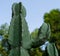 A close p shot of Cereus stenogonus. Cereus stenogonus is a tree-like columnar cactus, with erect stems up to 6 to 8 meters high,