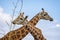 Close of pair of Giraffe heads and necks feeding on tall branch with second Giraffe crossing behind