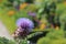 Close photo of a beautiful blossom of a globe artichoke