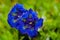 Close photo of bright blue flowers of stemless gentian