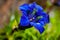 Close photo of bright blue flowers of stemless gentian