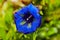 Close photo of bright blue flowers of stemless gentian