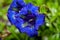 Close photo of bright blue flowers of stemless gentian