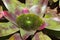 Close photo of Bromelia. Macro Bromeliaceae, green leaves with water