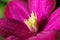 Close Photo of Clematis Flower