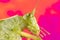 Really Close Photo of a Katydid with a Pink and Orange Background