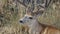 A close photo of a large mule deer buck in velvet.