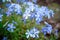 Close photo of a large number of blue styloid phlox