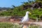 Close photo of the seagul against forest. Close up view of white bird seagull