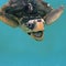 Close photo of smiling sea turtle in water. Olive green turtle swimming in pool