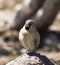 A close photo of sociable weaver