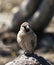 A close photo of sociable weaver