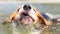 Close photo of swimming Beagle