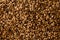 Close photo up of malt grains for darker beers