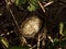 Close photos of insect cocoon river on the background of water.