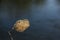 Close photos of insect cocoon river on the background of water.