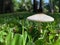 Close photos of mushrooms that are blooming on the grass in the garden