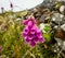 Close picture of a Dingle trumpet flower