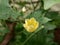 Close picture of a yellow flower with its leaves in the garden : stock image