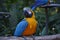 Close picture of yellow macaw