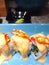Close pictures of sushi