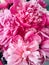 Close pink petals of peony flowers