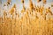 Close plan of yellow autumn wheat field in Bulgaria