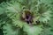 Close point of view of fresh green curly kale vegetable organic in the garden, Selective focus