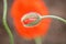 Close on a Poppy Flower Bulb