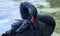 A close portrait of aA black swan arranges his feathers near the pond.