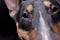 Close portrait of an adorable Bull terrier