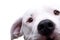 Close portrait of an adorable Dogo Argentino
