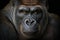 Close portrait adult gorilla, Generative AI