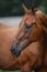 Close portrait of beautiful elegant red mare horse with brown main on forest background