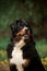 close portrait Bernese mountain dog look front. green and flowers on background