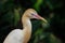 The close portrait of the bird cattle egret is the most numerous bird of the heron family.