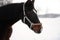 Close portrait of a brown horse on a background of a winter monochrome landscape