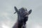 A close portrait of a Cameroon mini-goat on the background of the sky.